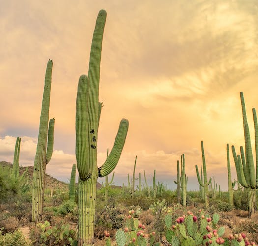 Cave Creek cityscape